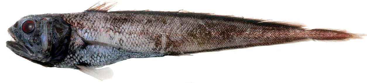 Melanonus zugmayeri_04455.jpg